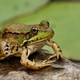 Illustration for article titled So Sexy! These 6 Frogs Don’t Even Have To Be Princes In Disguise To Get A Little Tongue Action From Us